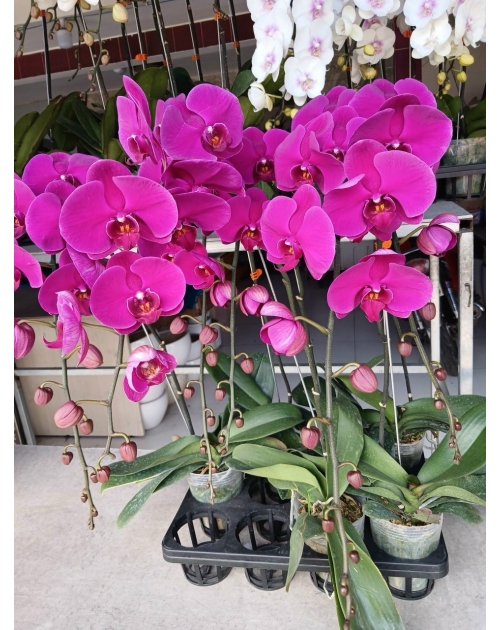 Chậu lan hồ điệp 11 nhánh
