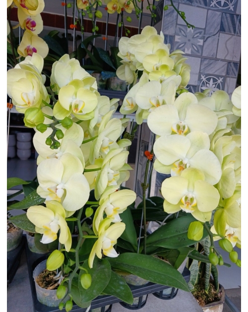 Chậu lan hồ điệp 11 nhánh