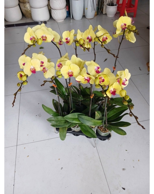 Chậu lan hồ điệp 11 nhánh