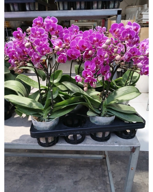 Chậu lan hồ điệp 11 nhánh