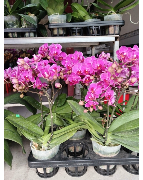 Chậu lan hồ điệp 11 nhánh