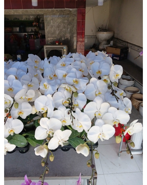 Chậu lan hồ điệp 11 nhánh