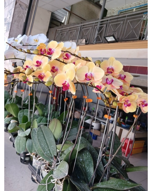 Chậu lan hồ điệp 11 nhánh