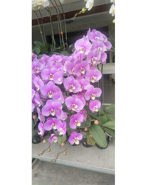 Chậu lan hồ điệp 11 nhánh