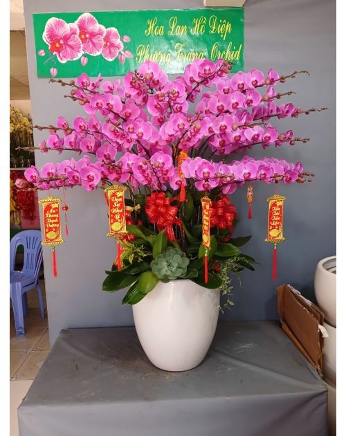 Chậu lan hồ điệp 25 cành màu tím