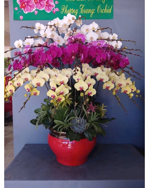Chậu lan hồ điệp 30 cành