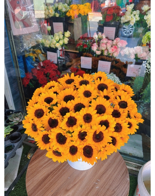 Chậu hoa hướng dương to