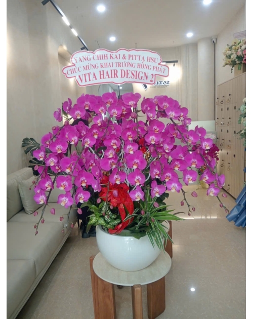 Chậu lan hồ điệp tím to đẹp 