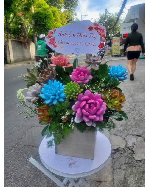Hoa sen đá xanh dương tại Bình Dương 
