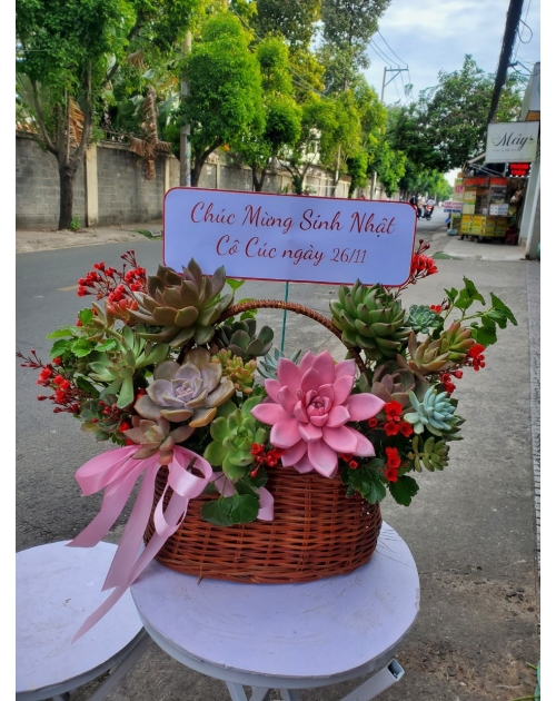 Hoa sen đá, shop hoa gần Thủ Đức, Bình Dương 