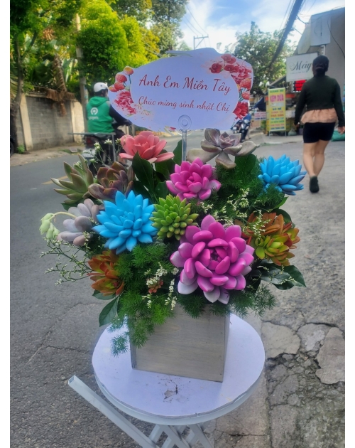 Hoa sen đá, shop hoa gần Thủ Đức, Bình Dương 