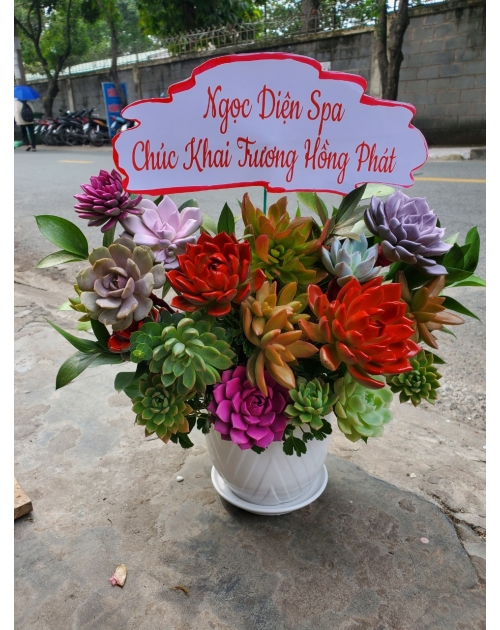 Chậu hoa sen đá tặng khai trương 