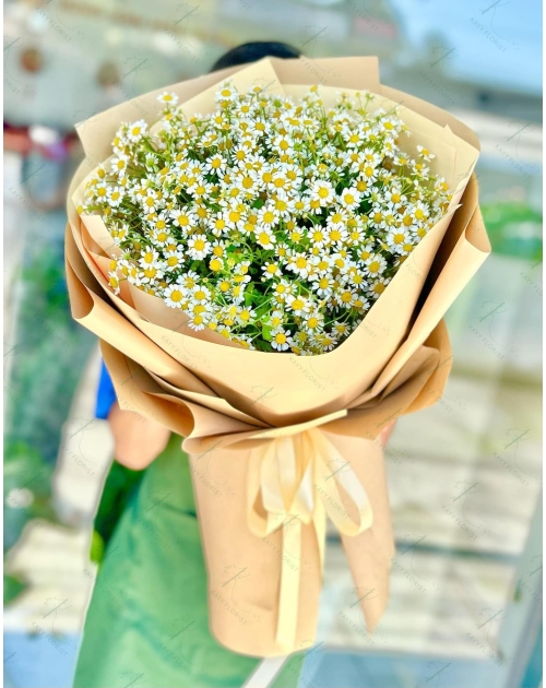Bó hoa cúc tana bó kiểu Hàn