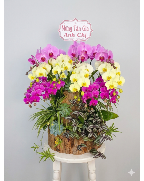Chậu lan hồ điệp 11 nhánh mix gỗ lũa