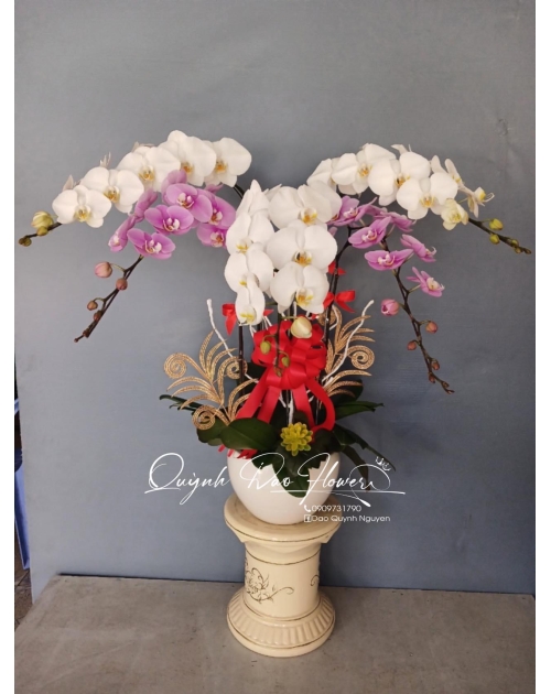 Chậu lan hồ điệp 5 nhánh trắng hồng