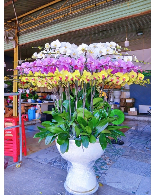 Chậu lan hồ điệp 50 nhánh thủ Đức 