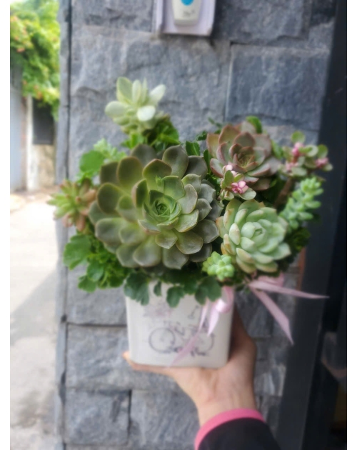Hoa sen đá tặng bạn thân 