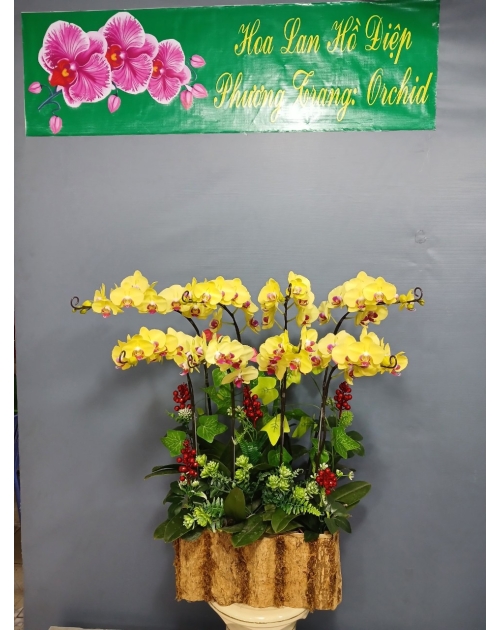 Chậu lan hồ điệp vàng 