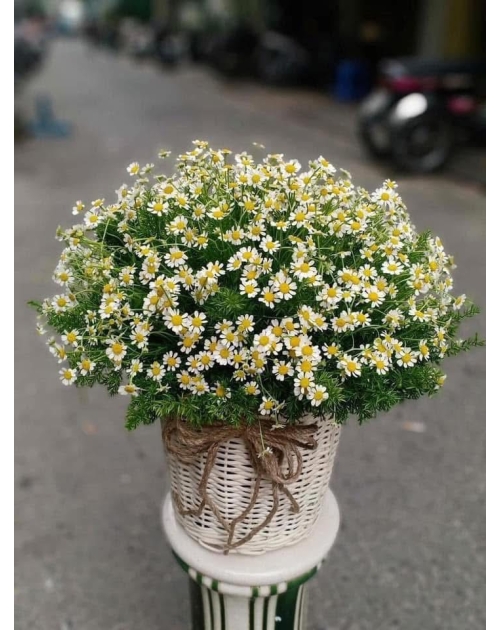 Giỏ hoa cúc tana