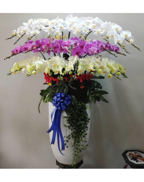 Chậu lan hồ điệp to chúc mừng 