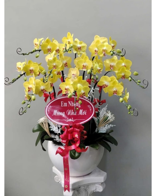 Lan hồ điệp vàng 