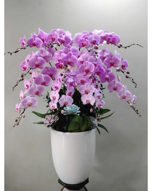 Chậu lan hồ điệp chúc mừng 
