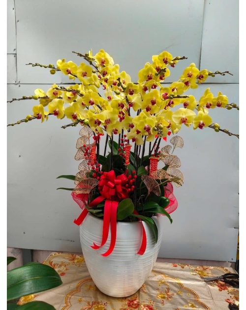 Chậu lan hồ điệp chúc mừng sinh nhật 