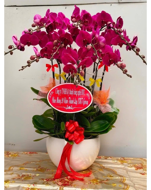Chậu lan hồ điệp tím tại quận 1