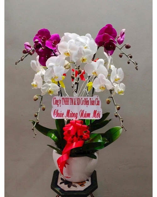 Chậu lan hồ điệp khai trương 