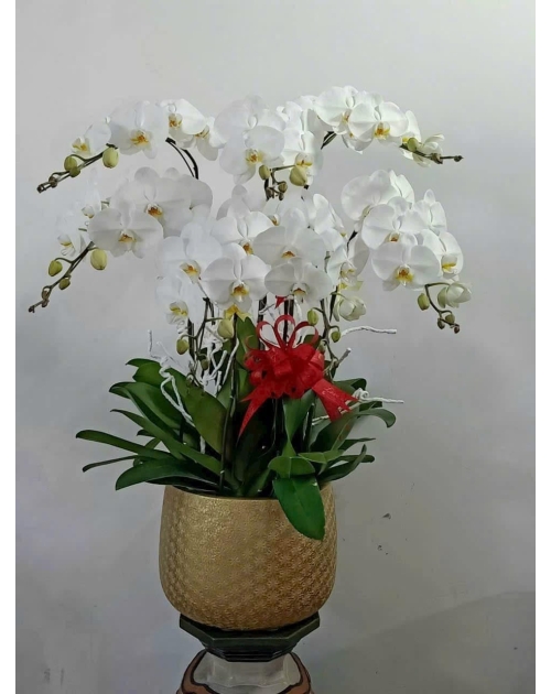 Chậu lan hồ điệp trắng 