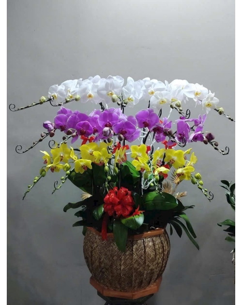 Chậu lan hồ điệp đại phát 