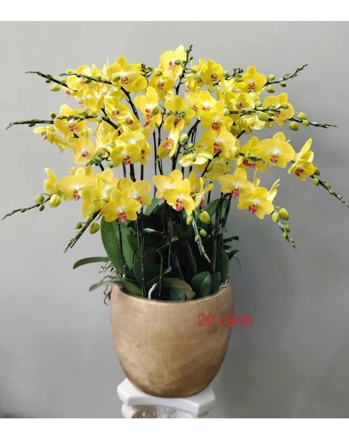 Chậu lan hồ điệp mừng khai trương tại quận 2
