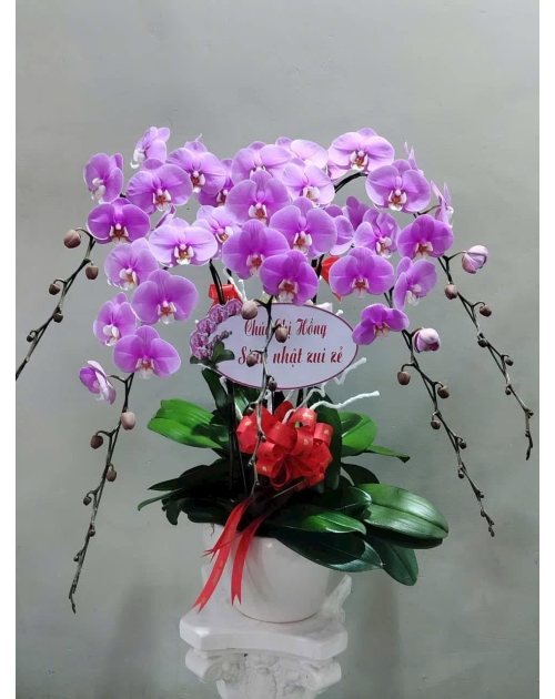 Chậu lan hồ điệp khai trương đại phát 