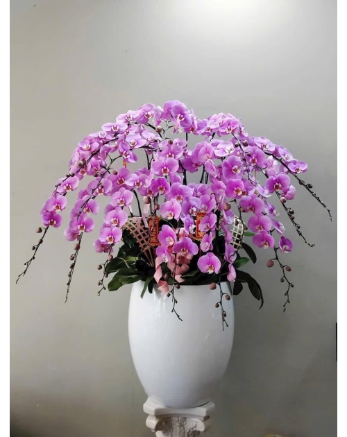 Chậu lan hồ điệp tím