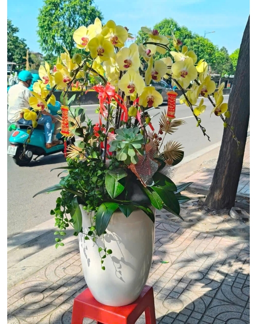 Chậu lan hồ điệp vàng  tại Thủ Đức 