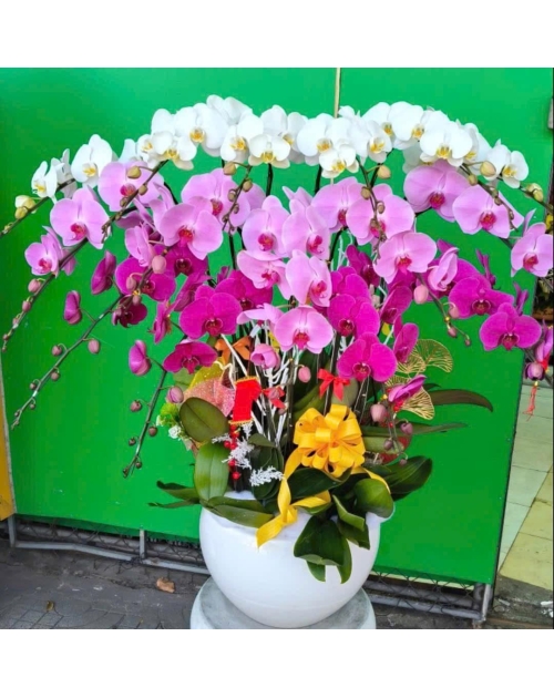 Chậu lan hồ điệp mix Hồng trắng tại Thủ Đức 